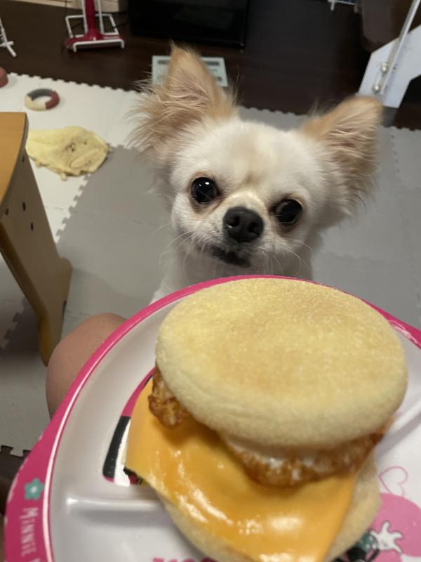 がくと